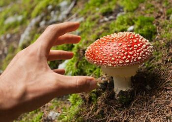 ‘From Magic Mushrooms to Big Pharma’ – a college course explores nature’s medicine cabinet and different ways of healing