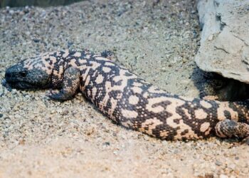 Semaglutide: beware of buying the weight-loss drug online