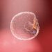 Scientists have created embryos from stem cells – it could help us better understand infertility and miscarriage