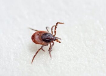 Crimean-Congo haemorrhagic fever – why this tick-borne virus could become more common in richer countries