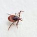 Crimean-Congo haemorrhagic fever – why this tick-borne virus could become more common in richer countries