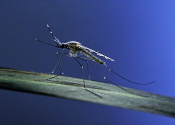 Locally transmitted malaria in the US could be a harbinger of rising disease risk in a warming climate – 5 questions answered