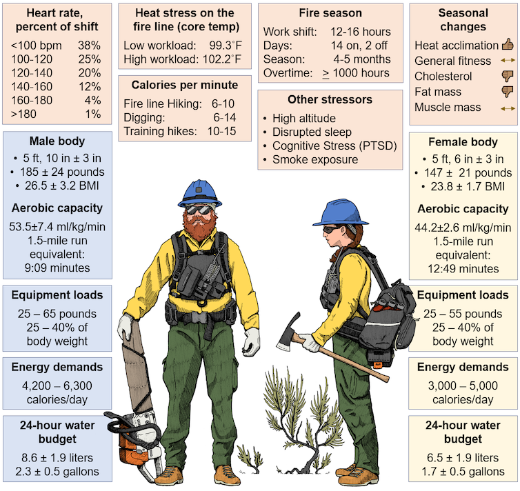 Lists of details about wildland firefighter loads like weight, energy demand, water budget, and heart rate.