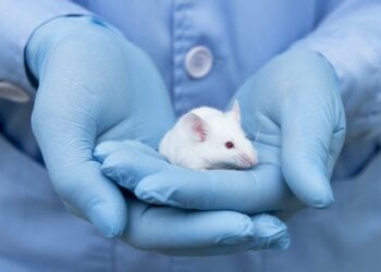 Science experiments traditionally only used male mice – here’s why that’s a problem for women’s health