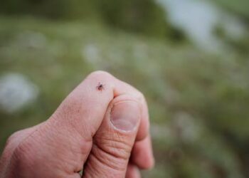 Ticks are becoming a growing health risk in the UK – here’s why