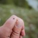 Ticks are becoming a growing health risk in the UK – here’s why