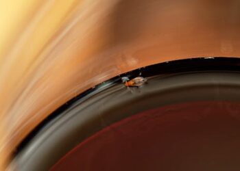 A fruit fly has landed in your wine – is it OK to drink?