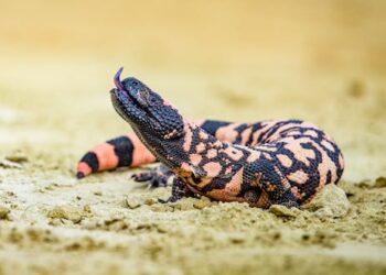 Wegovy was inspired by Gila monster venom – here are some other drugs with surprising origins