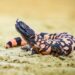Wegovy was inspired by Gila monster venom – here are some other drugs with surprising origins