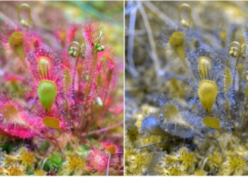 Dogs don’t see life through rose-coloured glasses, nor in black and white