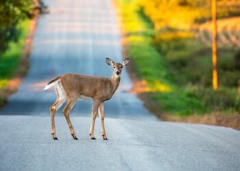 COVID mutates rapidly in white-tailed deer, but here’s why we don’t need to worry – for now