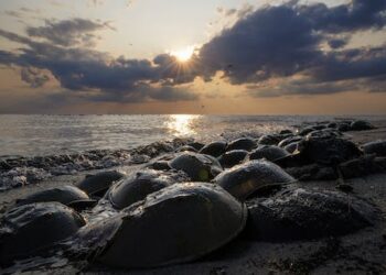 Horseshoe crab blood is vital for testing intravenous drugs, but new synthetic alternatives could mean pharma won’t bleed this unique species dry
