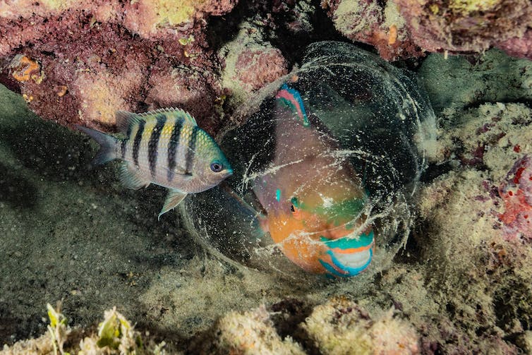 A brightly colored fish is surrounded by a mucus cocoon on the sea floor next to some rocks. A smaller fish is nearby.