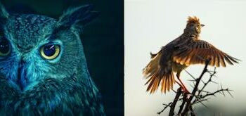 What’s your chronotype? Knowing whether you’re a night owl or an early bird could help you do better on tests and avoid scams