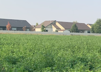 Glyphosate, the active ingredient in the weedkiller Roundup, is showing up in pregnant women living near farm fields – that raises health concerns