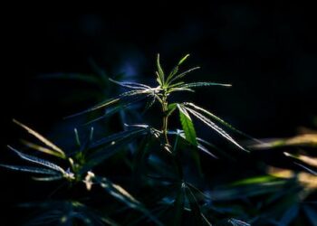 Cannabis products may harbor fungal toxins harmful to human health, but regulations are uneven or nonexistent