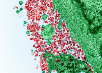 Rabies is an ancient, unpredictable and potentially fatal disease − two rabies researchers explain how to protect yourself