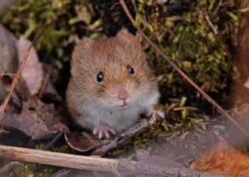 What is Alaskapox? A microbiologist explains the recently discovered virus that just claimed its first fatality