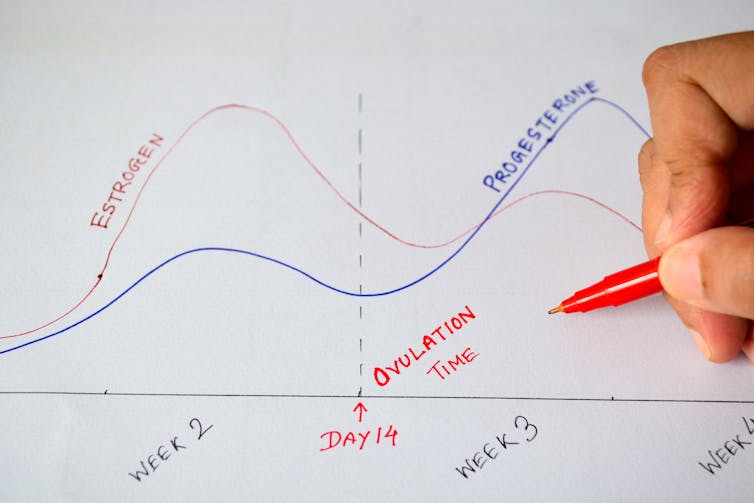 A person draws the hormonal changes throughout the menstrual cycle on a sheet of paper.