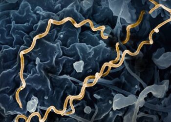 FAQ: Why are syphilis cases on the rise in Canada?