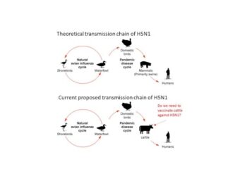Bird flu in cattle: What are the concerns surrounding the newly emerging bovine H5N1 influenza virus?
