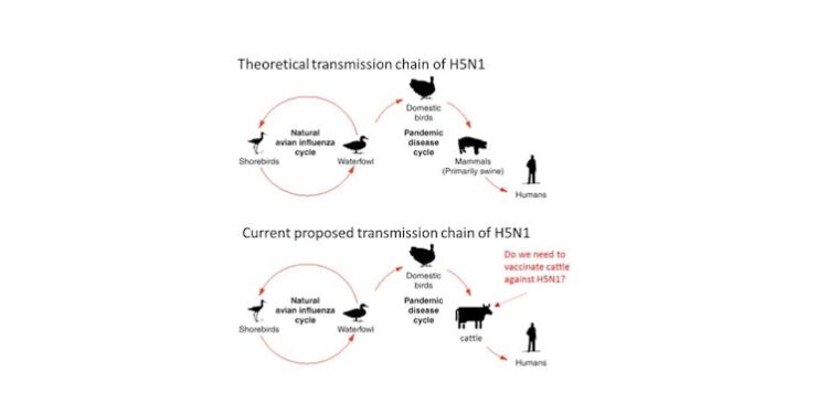 Bird flu in cattle: What are the concerns surrounding the newly emerging bovine H5N1 influenza virus?