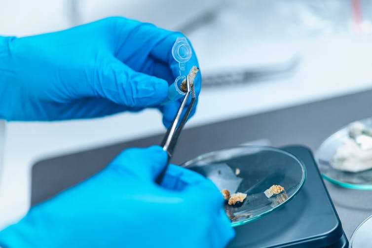 Hands in laboratory gloves cutting up a psychedelic mushroom