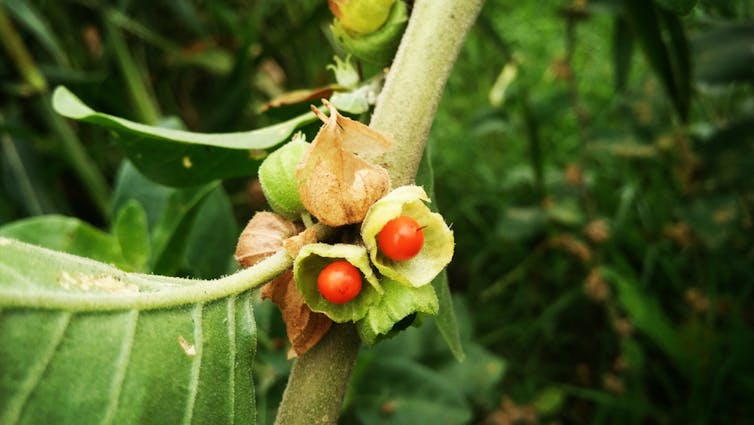 Withania somnifera, commonly known as Ashwagandha