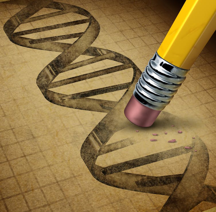 A pencil erases part of a DNA strand.