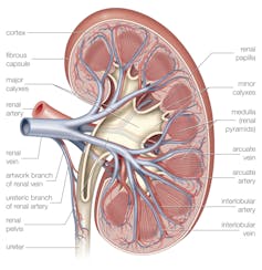 A human kidhey is shown sliced in half to show major blood vessels.