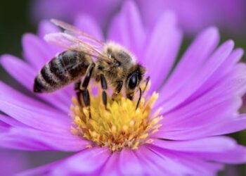 Fewer bees and other pollinating insects lead to shrinking crops