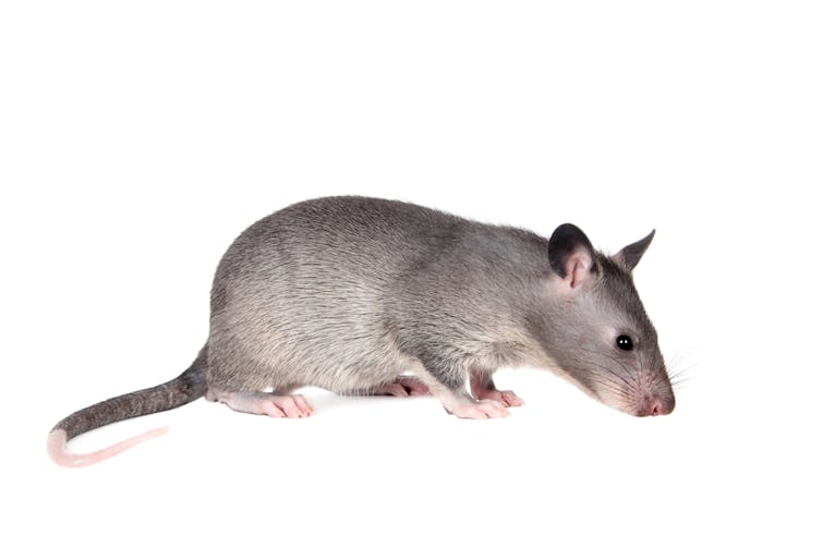 An African giant pouched rat sniffs the ground.