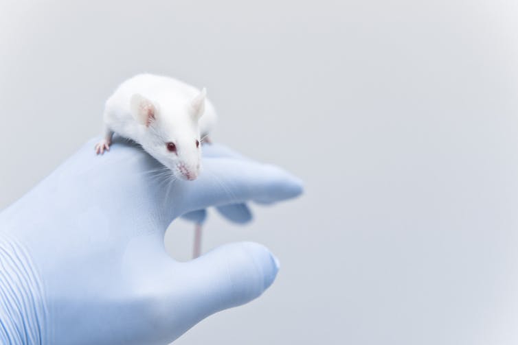 A mouse sits on top of a person's hand.