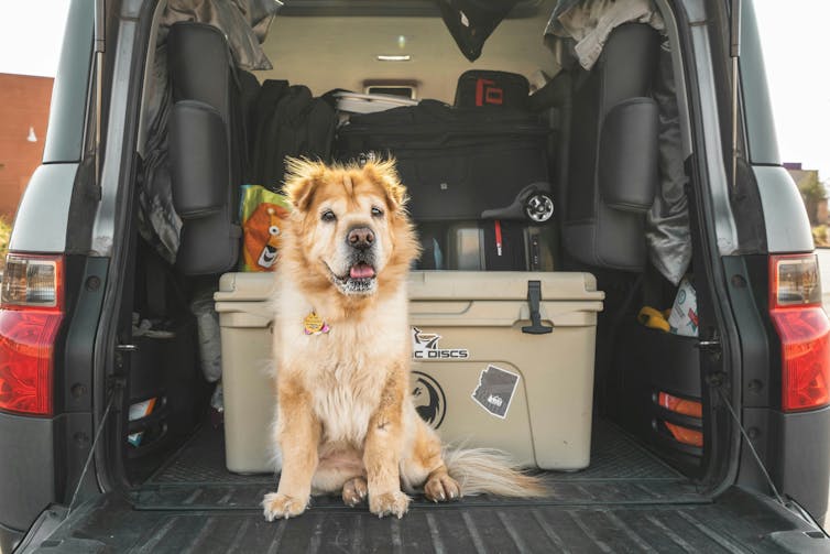 A dog with golden hair sitting in the back of an SUV with the hatch open