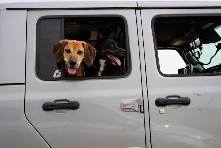 Two dogs, one brown with grey around its muzzle and one black with a white ches, seen through the window of a grey truck.