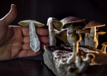 Psilocybin legislation is helping psychedelic drugs make a comeback – a drug researcher explains the challenges they face