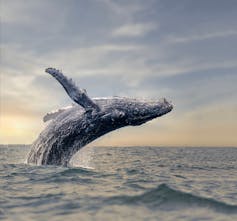 hunpback whale breaching up out of sea