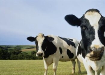 Avian flu has infected dairy cows in more than a dozen states – a microbiologist explains how the virus is spreading