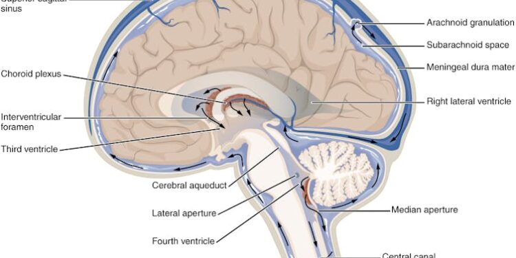 Fluid keeps your brain from crushing itself and shields your spine from shock – a neurologist explains what happens when it stops working