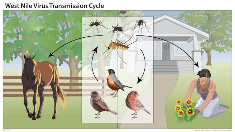 Arrows indicate how birds and mosquitoes pass West Nile back and forth, and infected mosquitoes may also bite humans or horses.