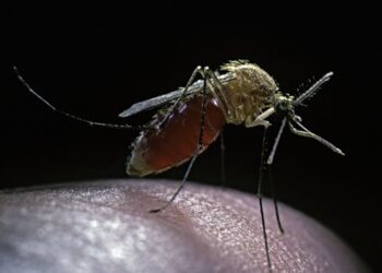 West Nile virus season returns − a medical epidemiologist explains how it’s transmitted and how you can avoid it