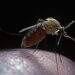 West Nile virus season returns − a medical epidemiologist explains how it’s transmitted and how you can avoid it