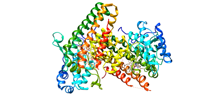 Illustration of structure of IDO1