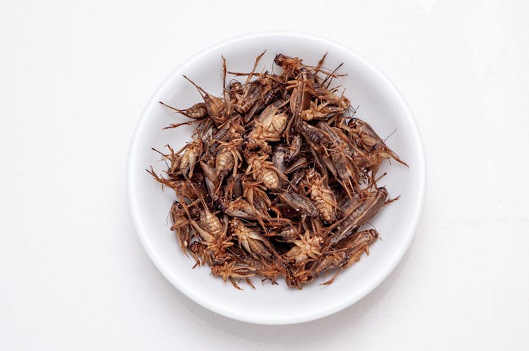 white background, white bowl full of brown dead cricket insects