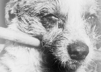 Airdropping vaccines to eliminate canine rabies in Texas – two scientists explain the decades of research behind its success