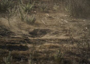 Fungal infections known as valley fever could spike this fall – 3 epidemiologists explain how to protect yourself