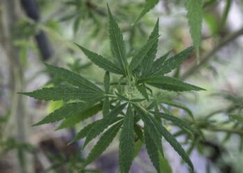 DEA could reclassify marijuana to a less restrictive category – a drug policy expert weighs the pros and cons
