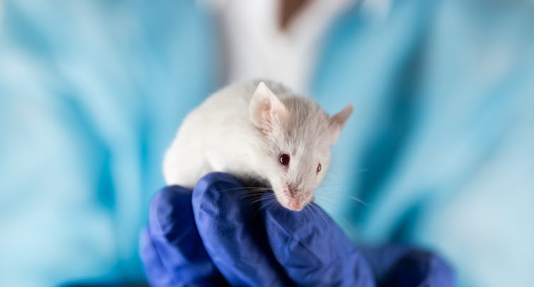 A lab technician who wears a blue surgical glove holds a white lab mouse.