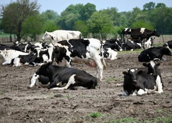 Avian flu virus has been found in raw milk − a reminder of how pasteurization protects health