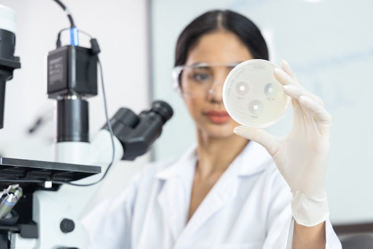 woman scientist in lab, holding up petri dish with bacteria growing, next to microscope